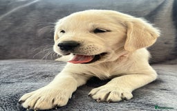 Golden Retriever dogs for sale: KC REGISTERED GOLDEN RETRIEVER PUPS - Image 15