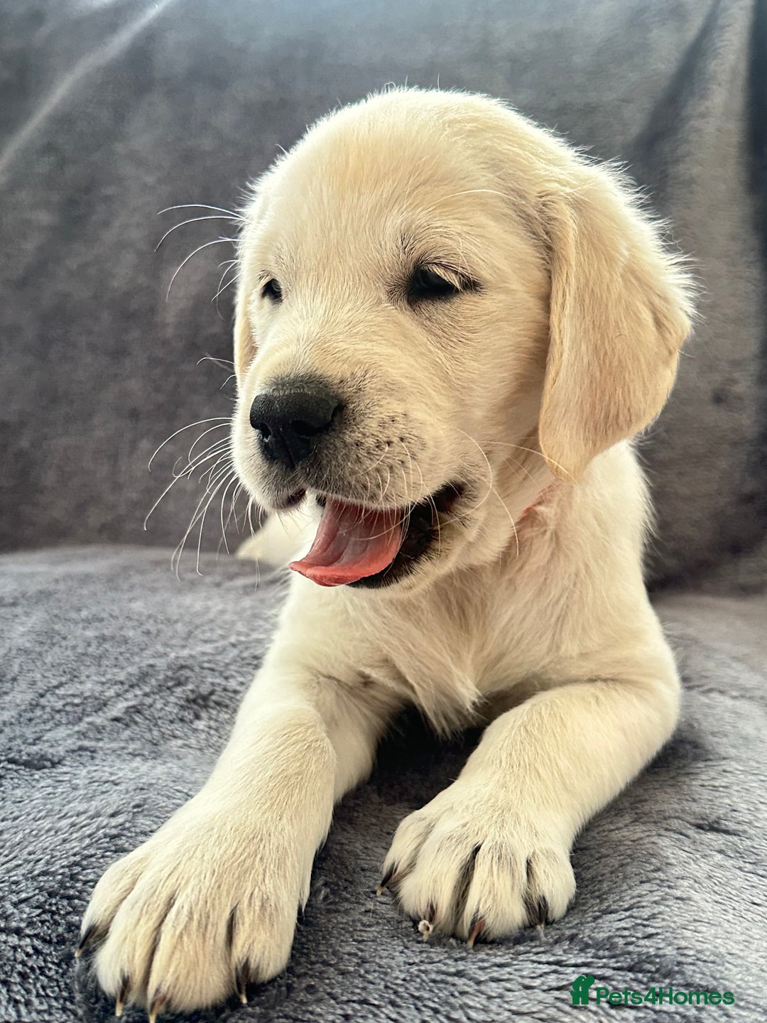 Golden Retriever dogs for sale: KC REGISTERED GOLDEN RETRIEVER PUPS - Image 15