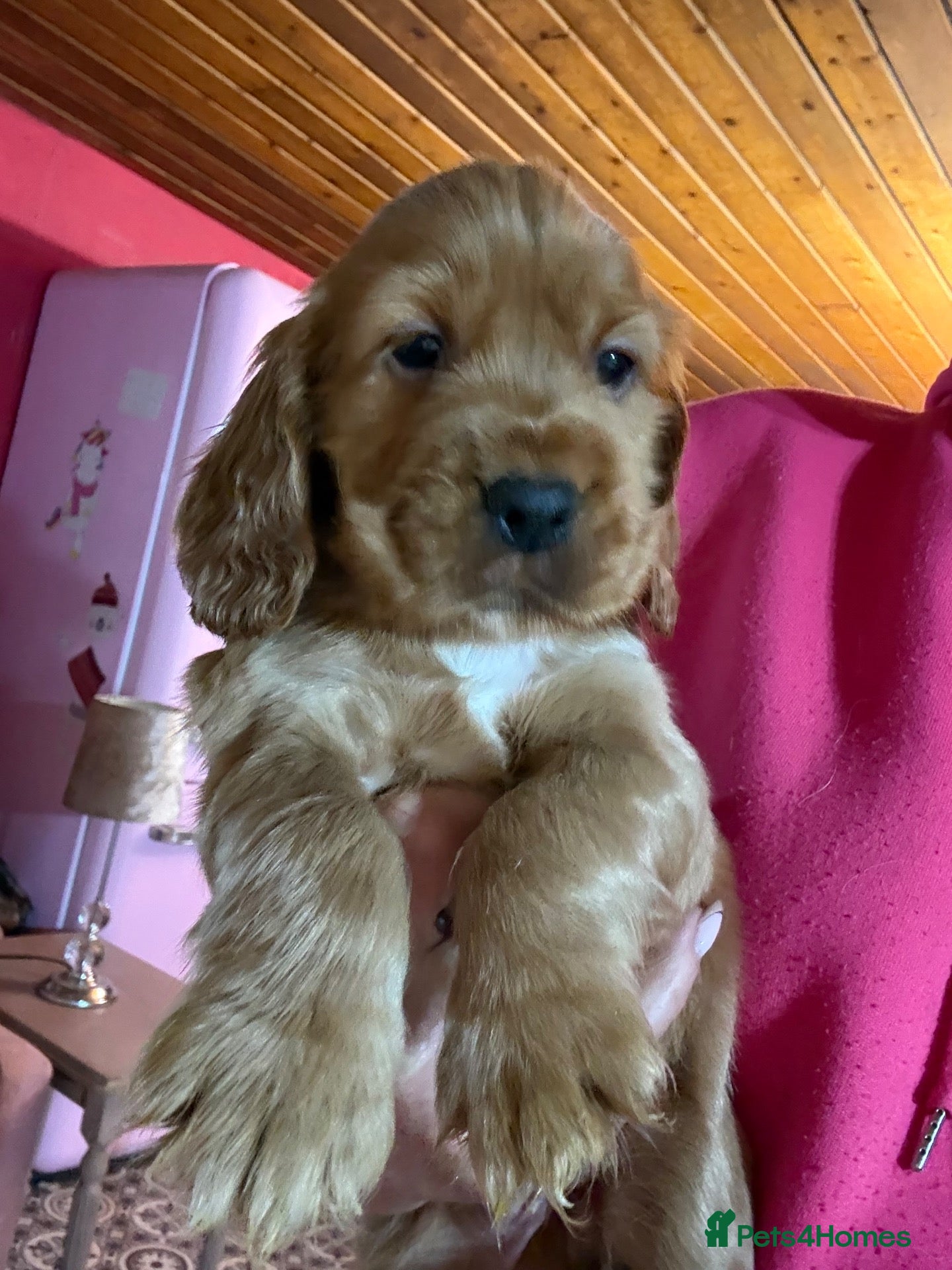 Mixed Breed dogs RARE MINIGOLDEN RETRIEVERS/DAKOTA SPORT RETRIEVERS - Advert 1