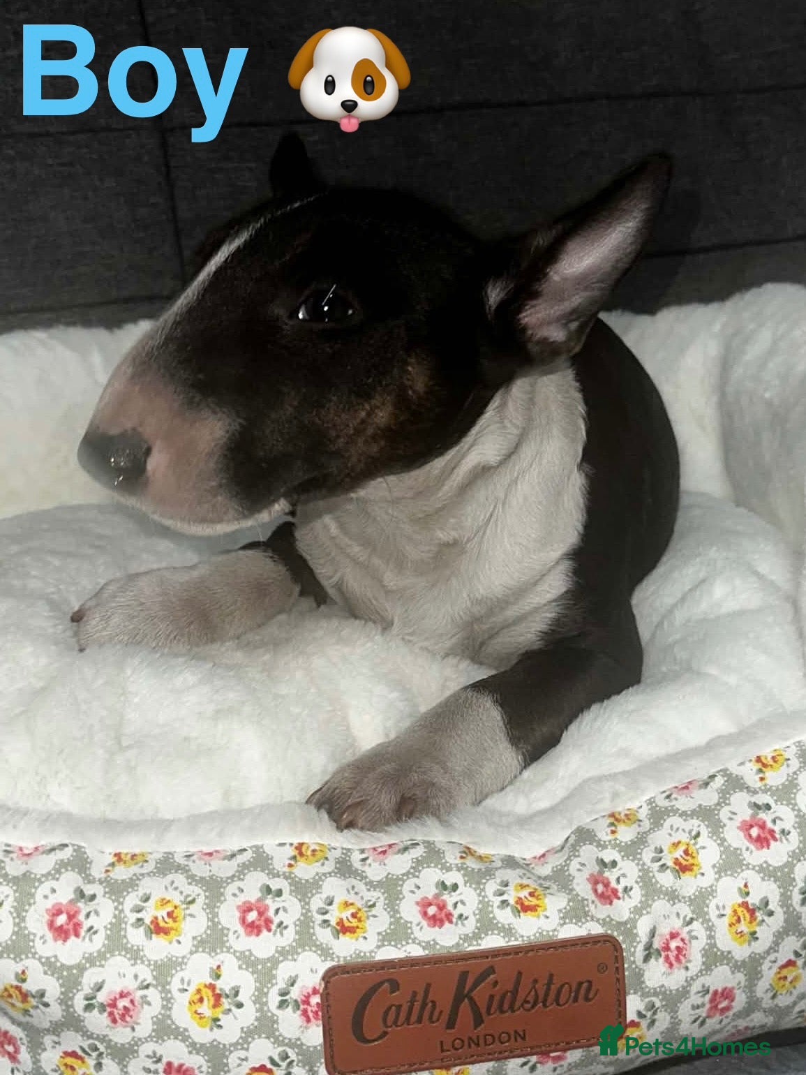 Miniature Bull terrier dogs Miniature bull terrier puppies  - Advert 1