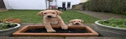 Labrador Retriever dogs for sale: Labrador Puppy in Stamford - Advert 2