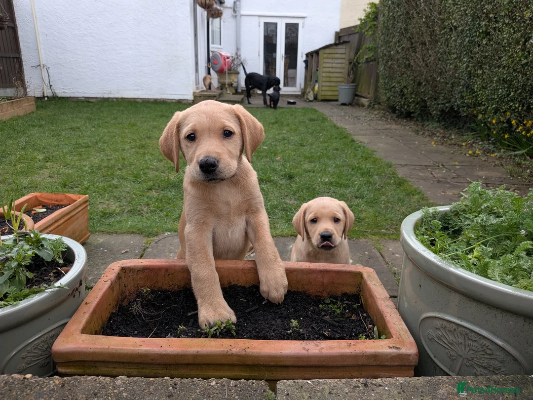 Labrador Retriever dogs for sale: Labrador Puppy in Stamford - Advert 2