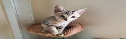 Savannah cats for sale: F3 Svannahs Girl Pedigree - Advert 10