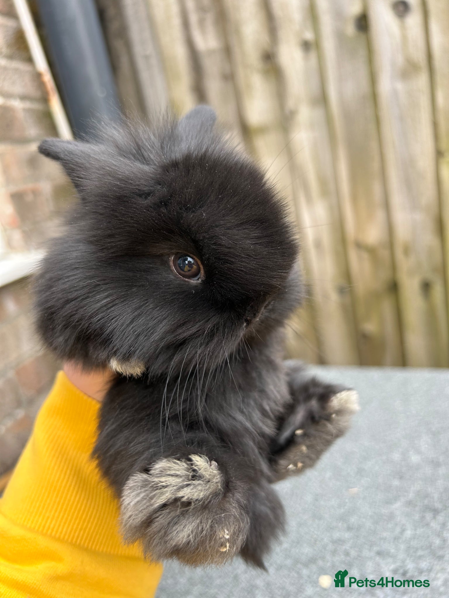 Mini Lion Lop rabbits Mini lion lops bunnies  - Advert 21