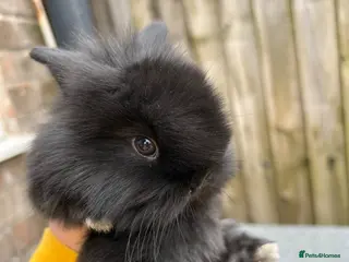 Mini Lion Lop rabbits Mini lion lops bunnies - Advert 21