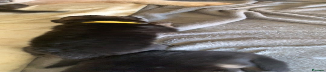 German Shepherd Puppy 4