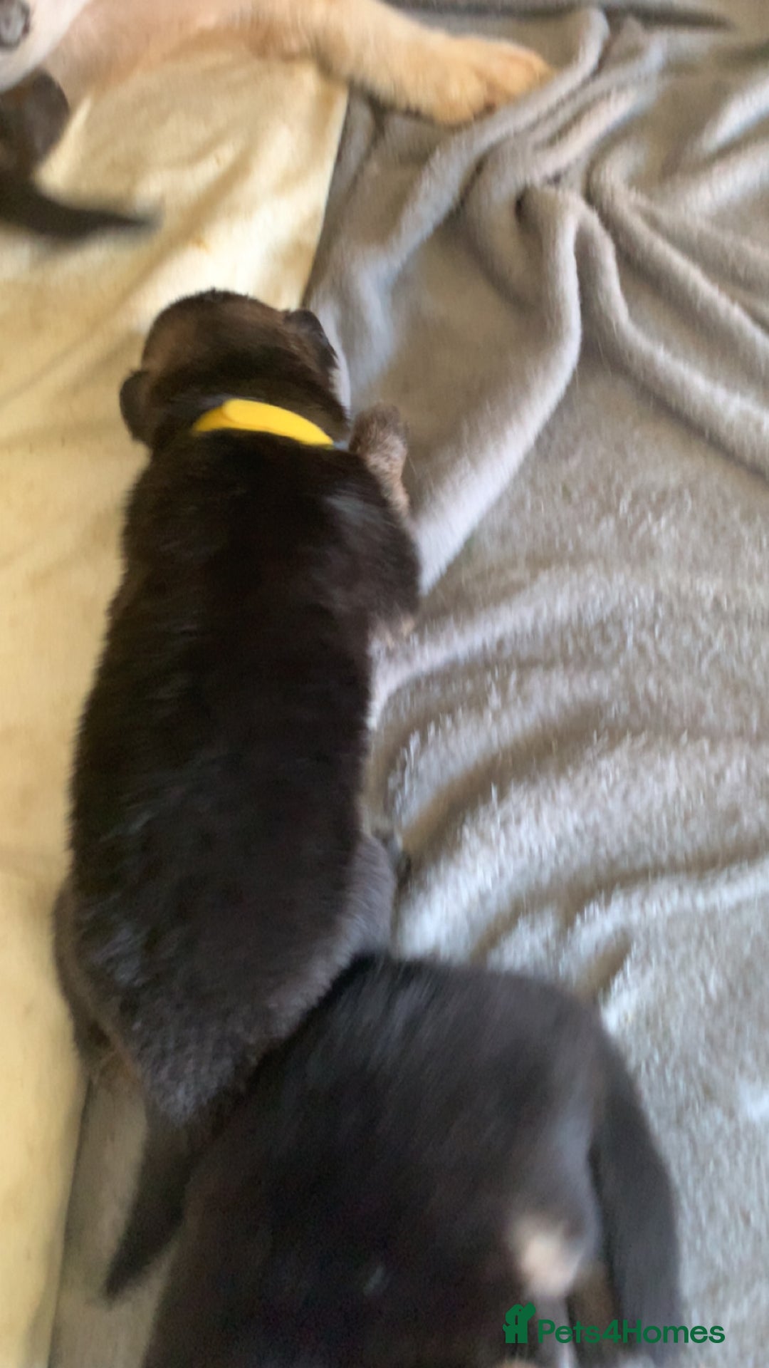 German Shepherd dogs for sale: Stunning litter of German shepherds  - Image 22