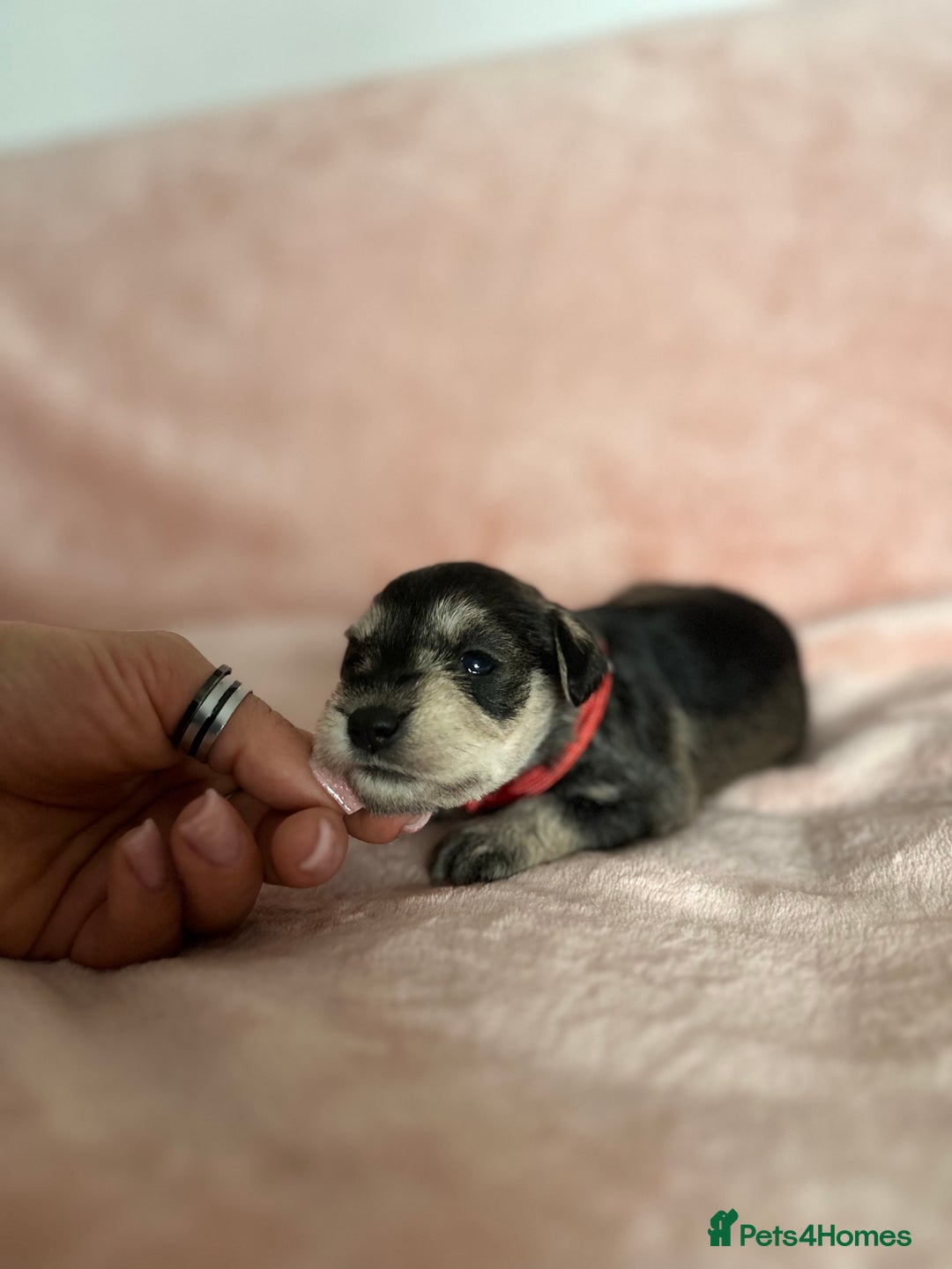 Miniature Schnauzer dogs for sale: OUTSTANDING CHAMPION LINES PUPPIES  - Advert 16