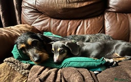 Miniature Dachshund dogs for sale: Blue and tan Miniature Smooth Dachshund  - Image 3