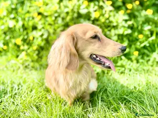 Dachshund dogs Proven Stud - Longhaired Cream Miniature Dachshund - Advert 19