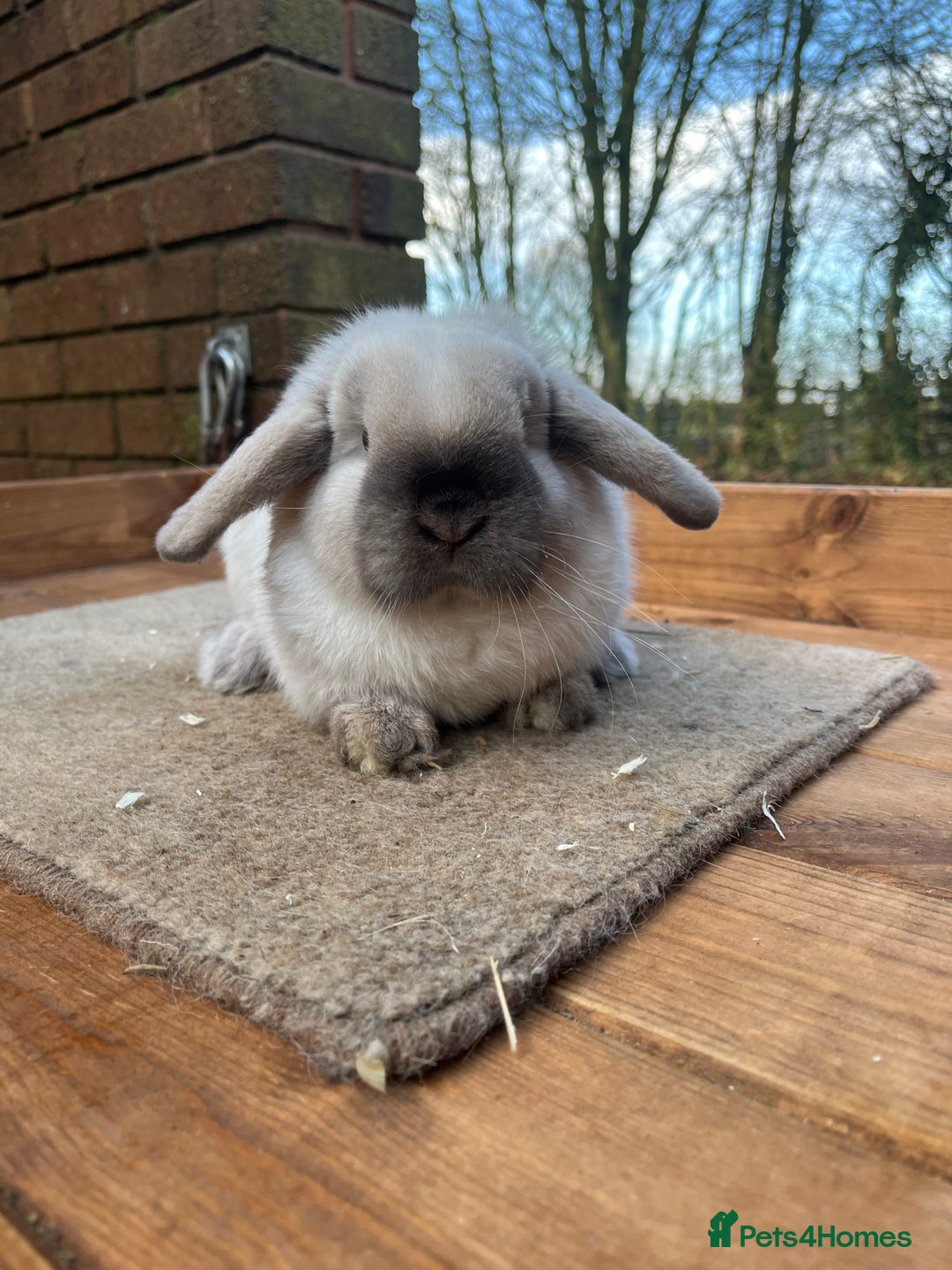 Mini Lop rabbits for sale: Mini lop bucks  - Advert 6