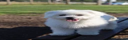 Maltese dogs for sale: Maltese Puppies - Advert 4