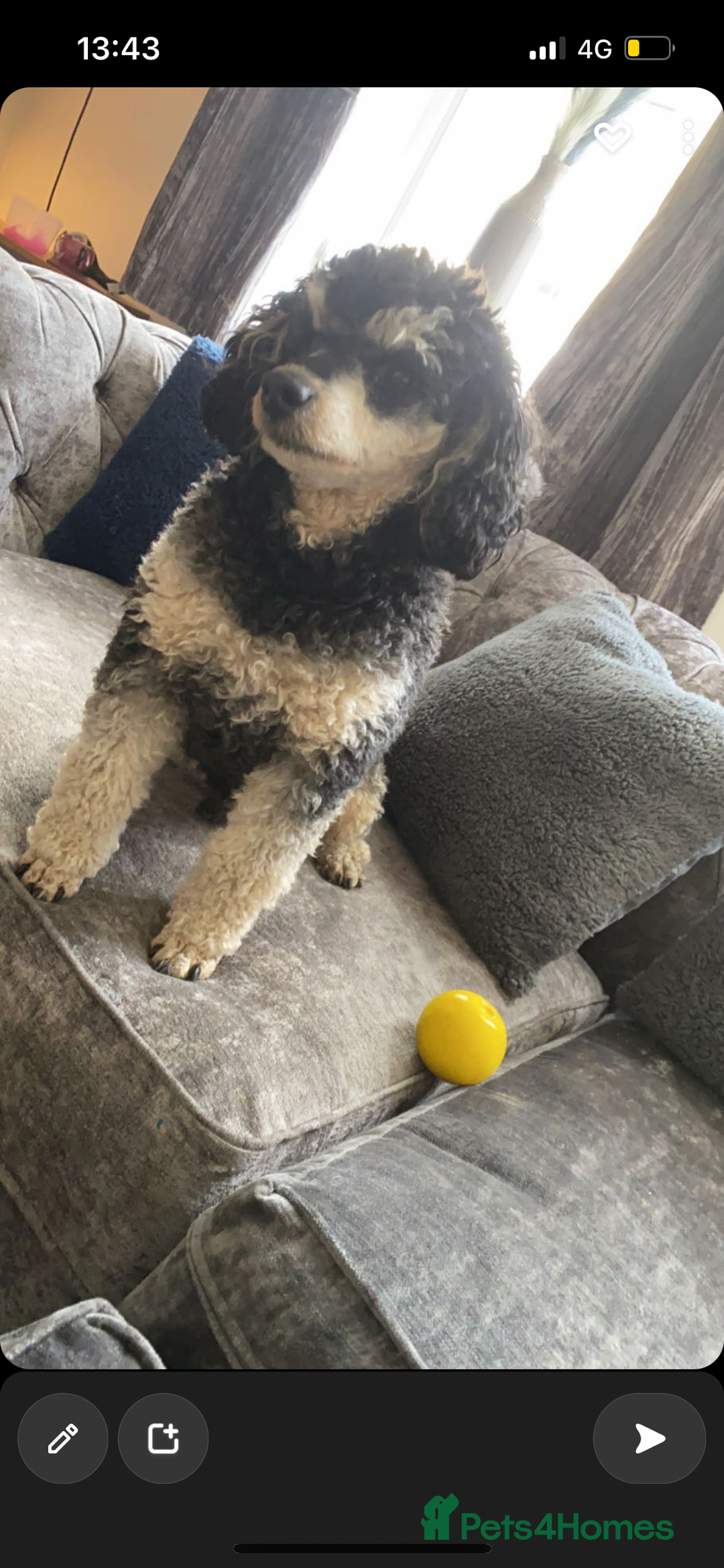 Lhasapoo dogs for sale: Three lhasapoo pups 2 girls & 1 boy  - Advert 4