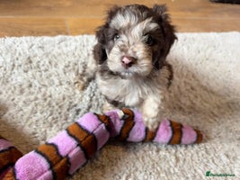 Cockapoo dogs - Advert 11