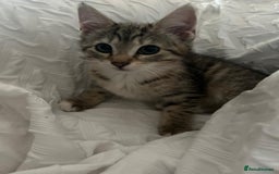 American Shorthair cats for sale: 1 Female kitten must go ASAP  - Image 4