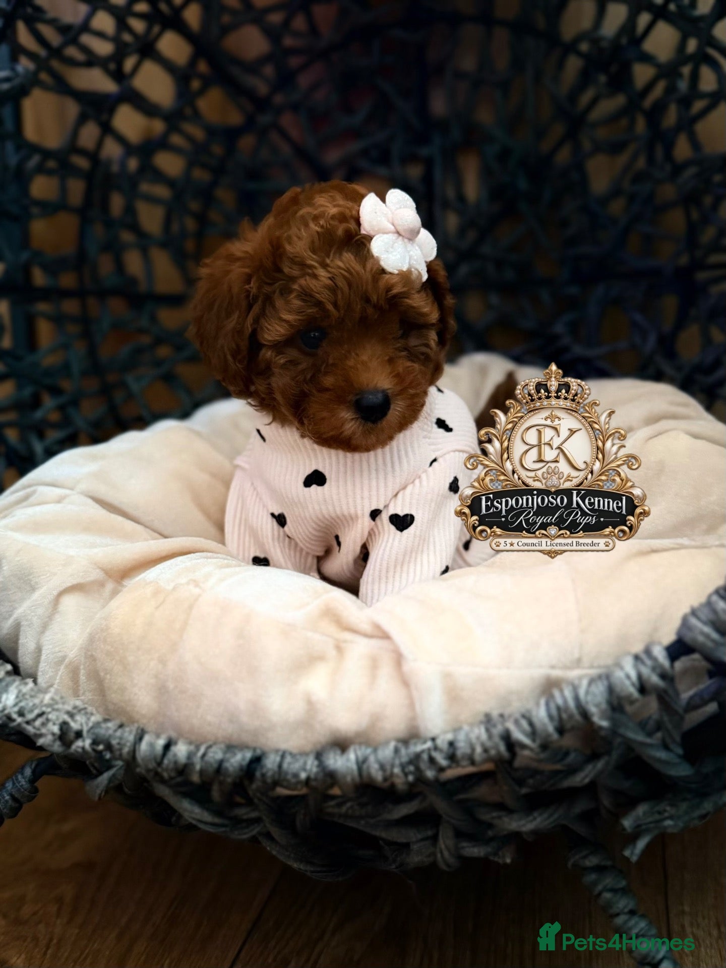 Toy Poodle dogs 👑 LAST GIRL 👑 5⭐ Licensed ESPONJOSO Toy Poodle👑 - Advert 17