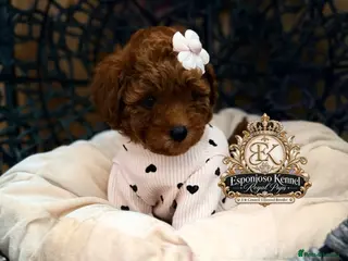 Toy Poodle dogs 👑 LAST GIRL 👑 5⭐ Licensed ESPONJOSO Toy Poodle👑 - Advert 17