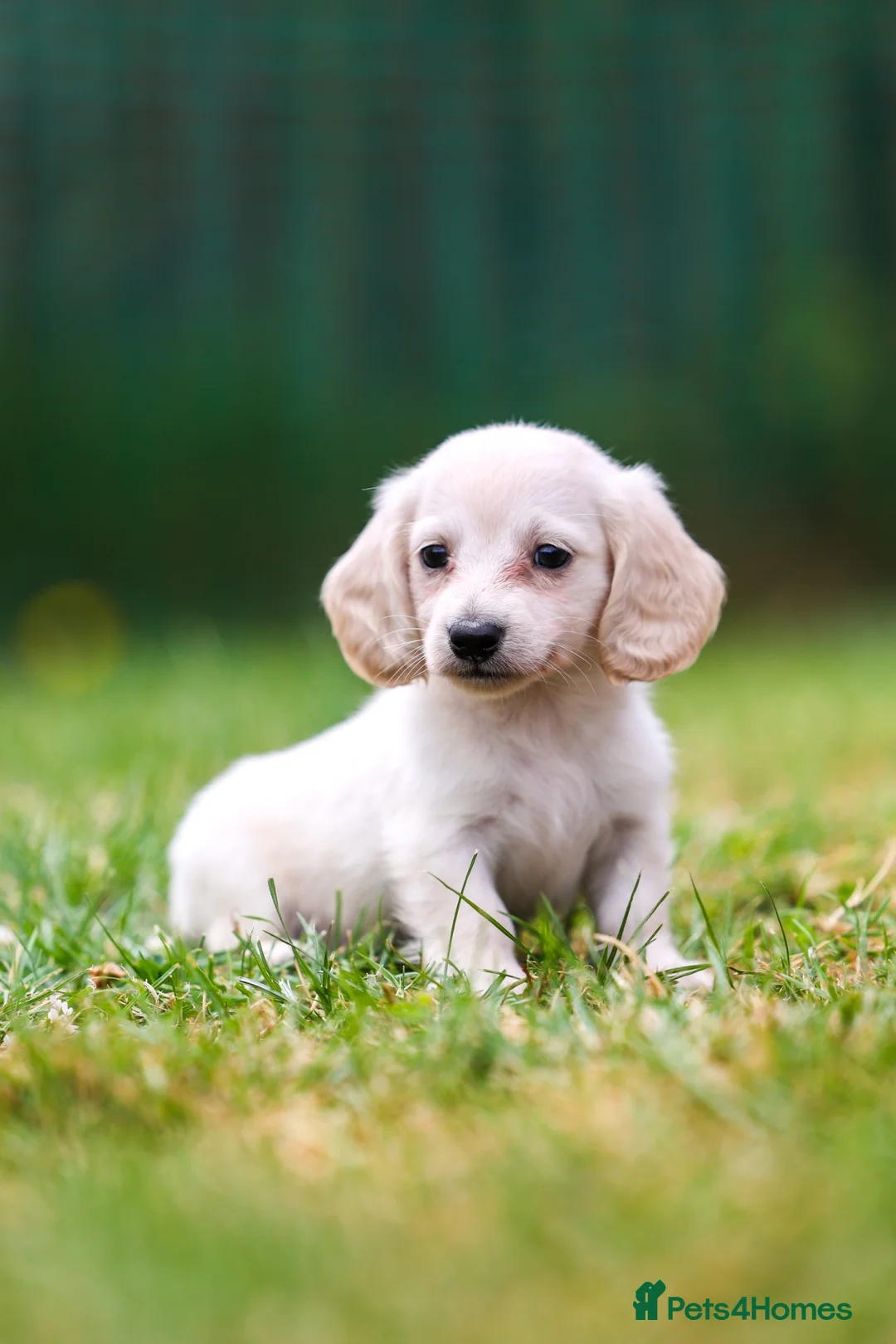 Miniature Dachshund dogs for sale: Miniature dachshunds male and female  - Advert 30
