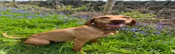 Hungarian Vizsla dogs for sale: Championship Bloodline Pedigree Hungarian Vizslas - Advert 4