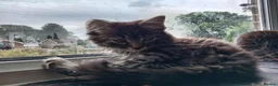 Mixed Breed cats for sale: Mixed long and short haired kittens - Advert 6
