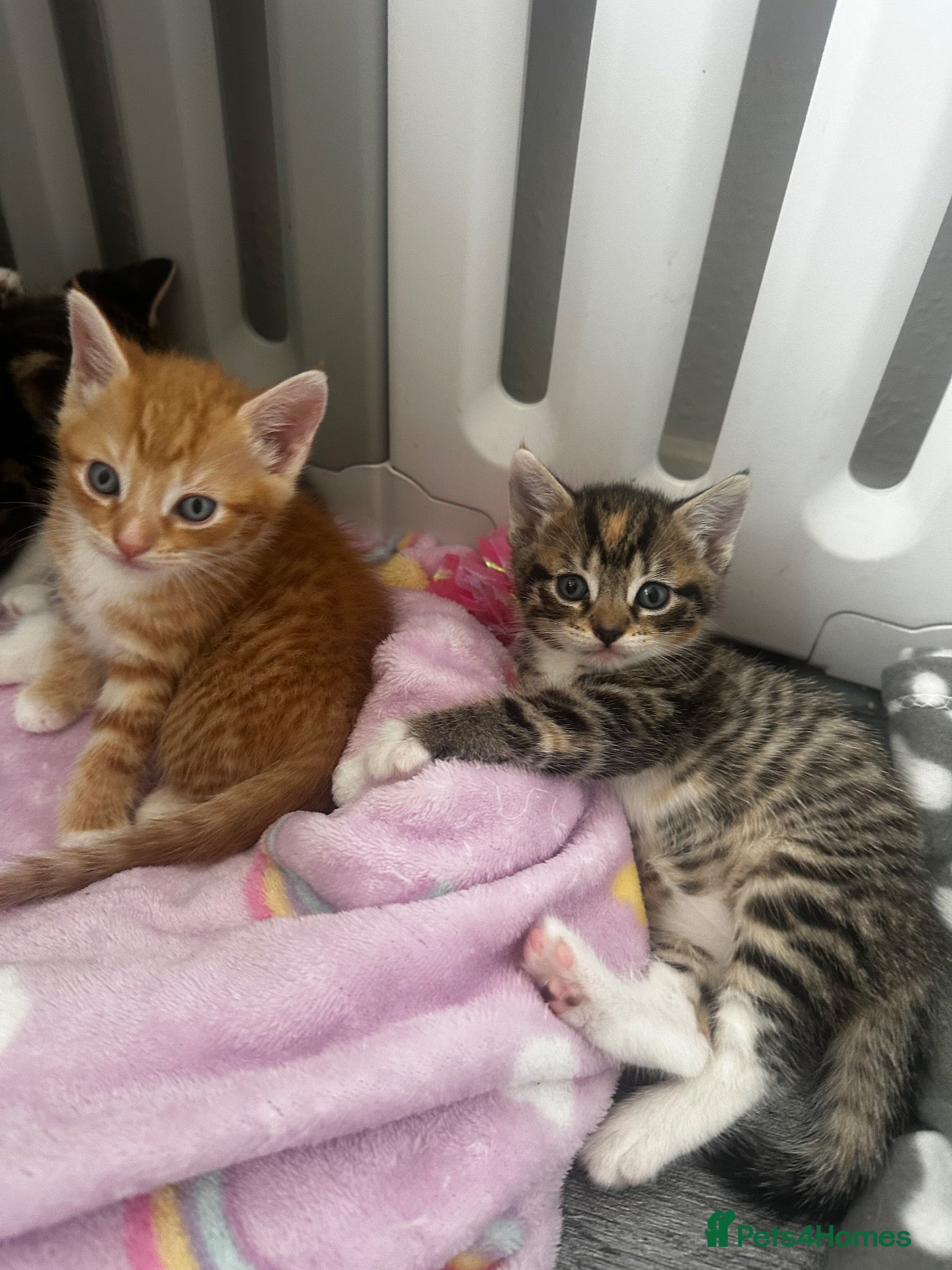 Mixed Breed cats 2 little cuties  - Advert 2