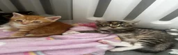 Mixed Breed cats for sale: 2 little cuties  - Advert 1