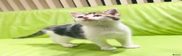 Mixed Breed cats for sale: Kittens for sale ,mixed breed, wonderful behaviour - Advert 26