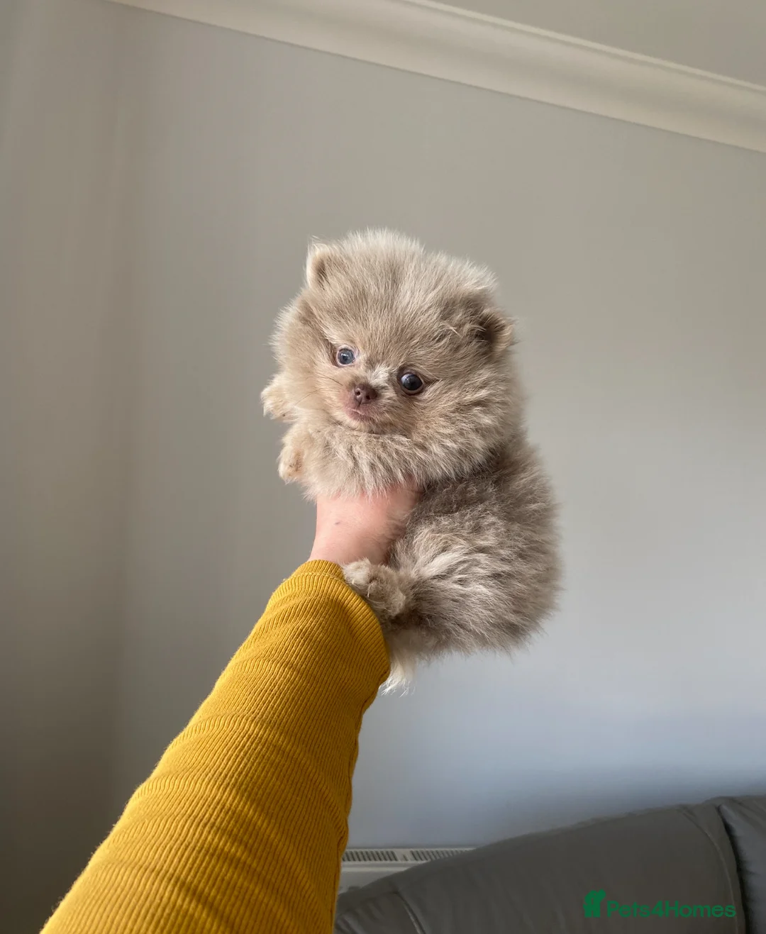 Pomeranian dogs for stud: 🏆 LOTS of champion lines, tiny teddy bear 🧸 in Leeds - Advert 34