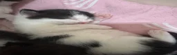 Mixed Breed cats for sale: Beautiful kittens🤍 - Advert 10