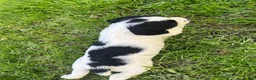 English Springer Spaniel dogs for sale: Springer spaniel puppies  in Okehampton - Advert 3