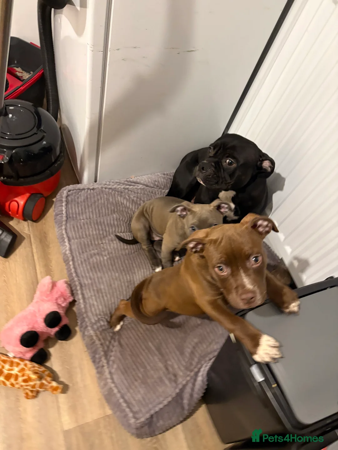 Mixed Breed dogs for sale: Coco the chocolate staffy  - Advert 2