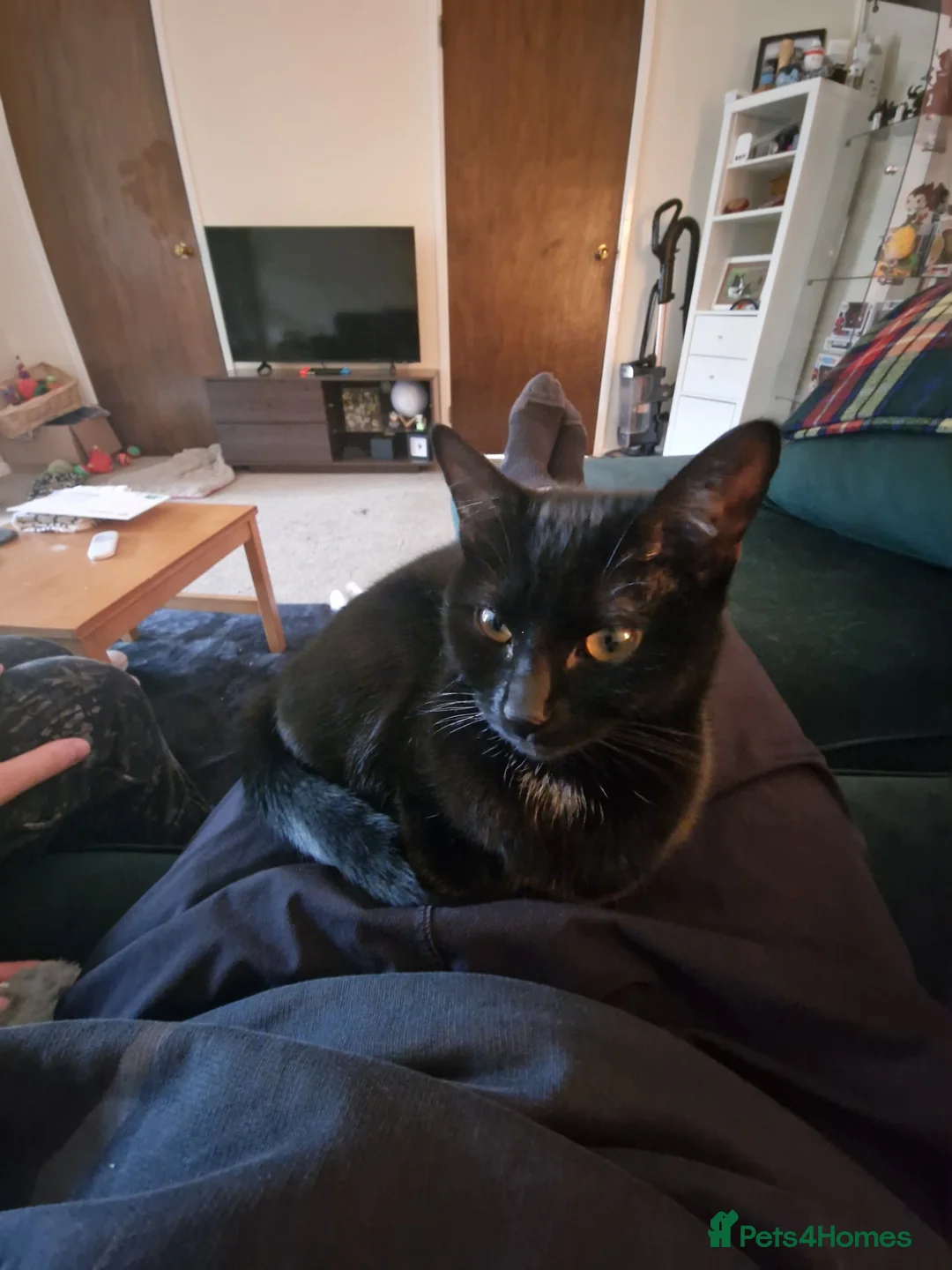 Domestic Shorthair cats for adoption: Olive, 8 month old female in Reading - Advert 3