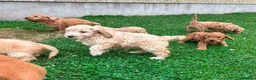 Cockapoo dogs for sale: Chunky Cockapoo Puppies - Advert 3