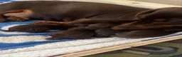 Miniature Dachshund dogs for stud: Sully, KC reg, Proven, IVDD Screened - Advert 8