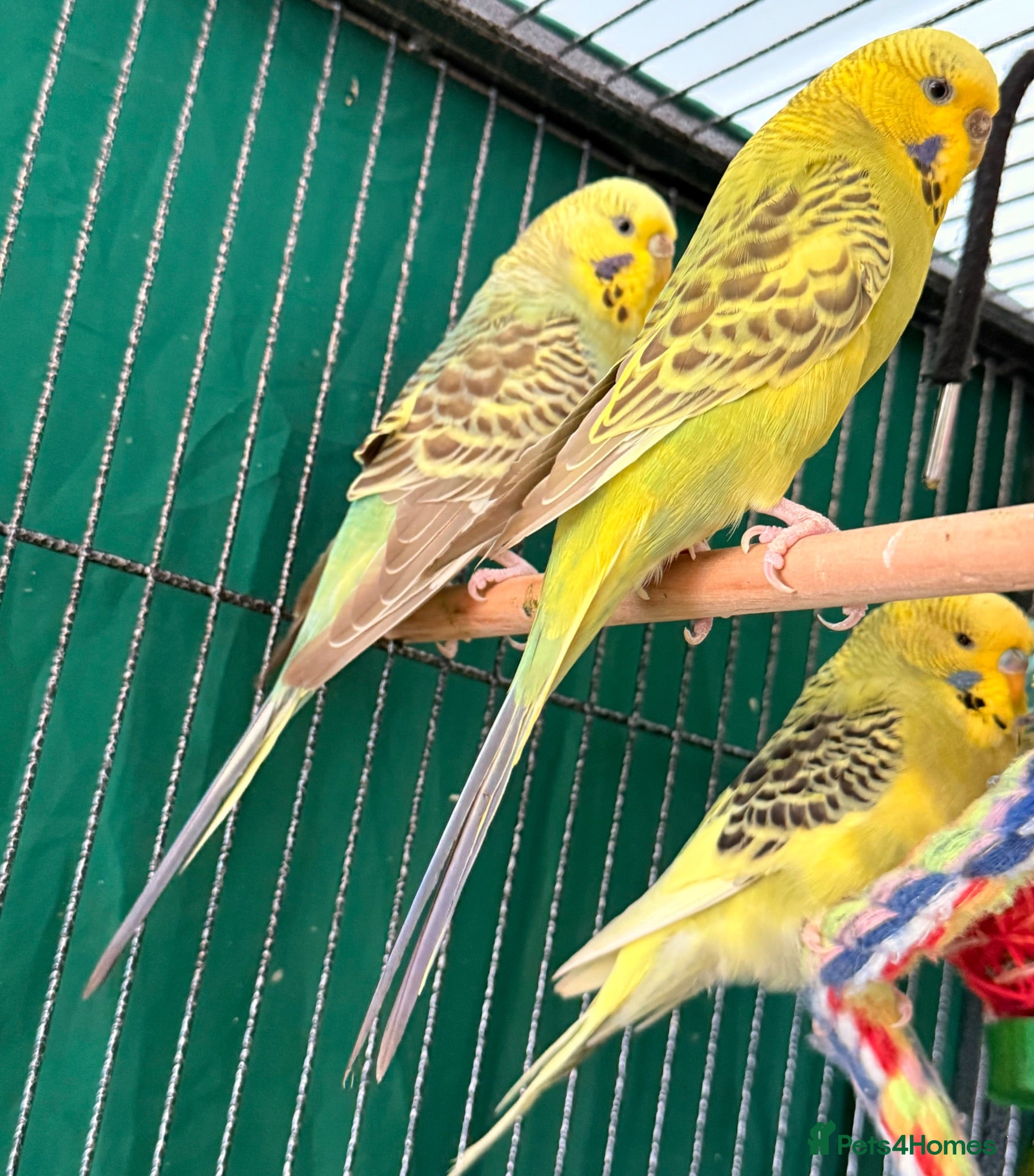 Budgerigars birds young  budgies available males & female young  - Advert 1