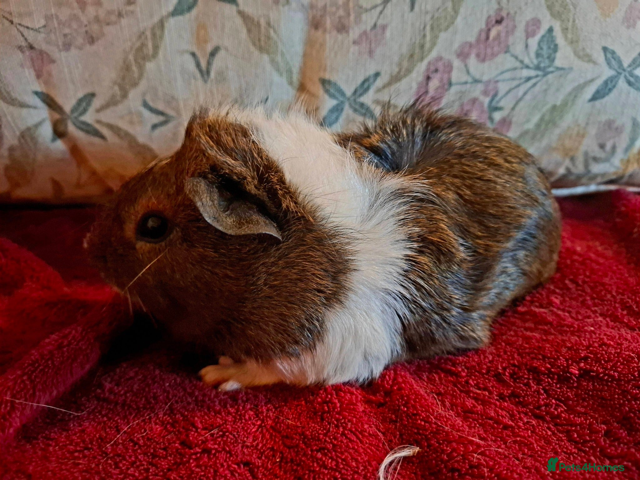 Guinea Pig rodents Beautiful Baby Guinea-pigs ready Now  - Advert 2