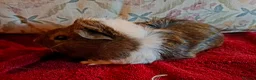 Guinea Pig rodents for sale: Beautiful Baby Guinea-pigs ready Now  - Advert 2