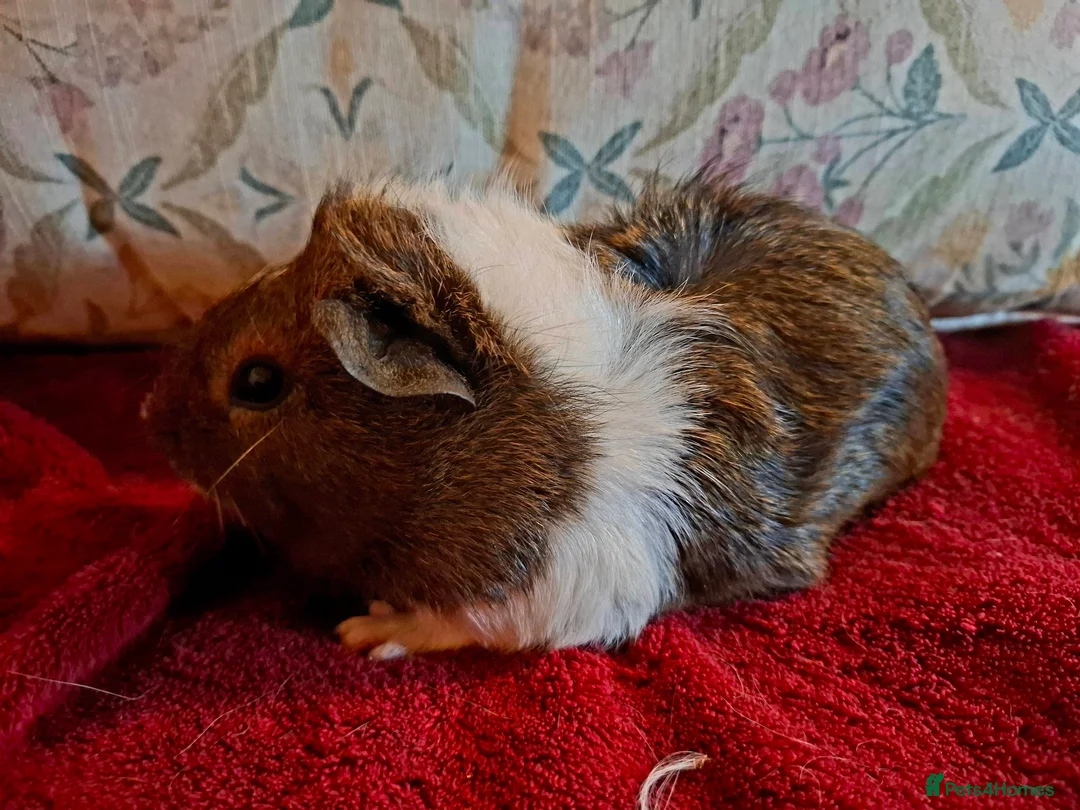 Guinea Pig rodents for sale: Beautiful Baby Guinea-pigs ready Now  - Advert 2