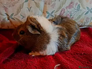 Guinea Pig rodents for sale: Beautiful Baby Guinea-pigs ready Now - Advert 2