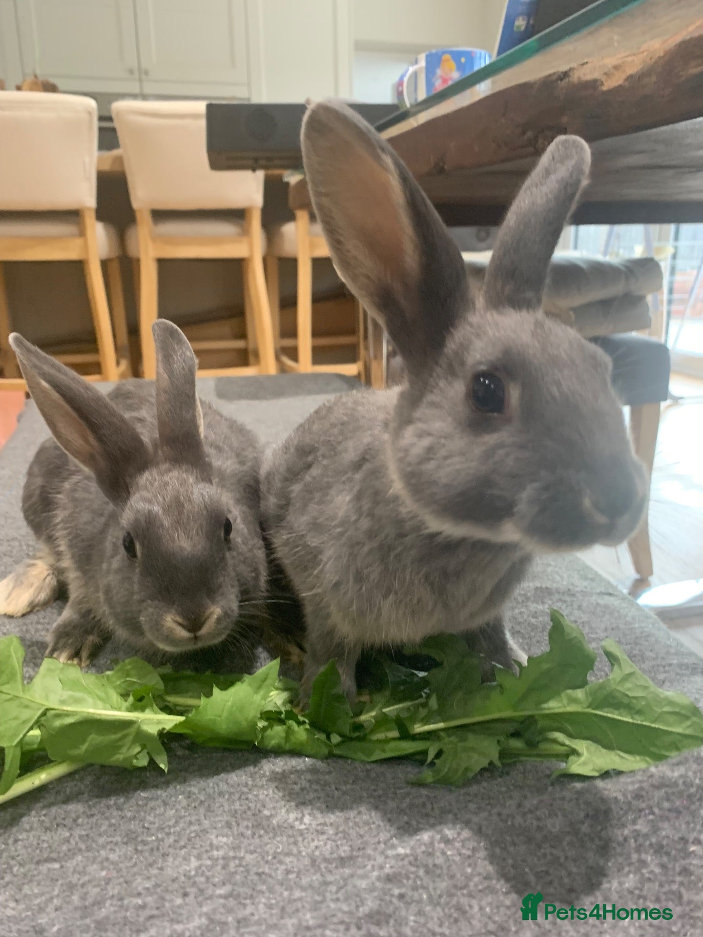 Mixed Breed rabbits Gorgeous baby bunnies - Advert 21