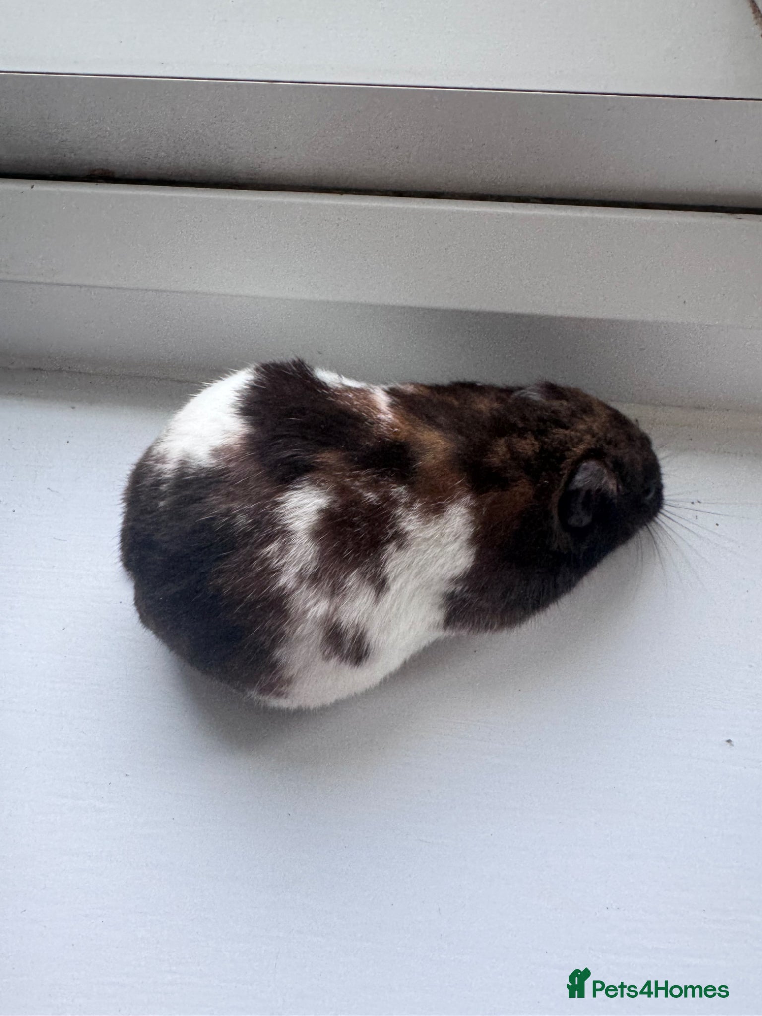 Hamster rodents Various hamsters available  - Advert 20