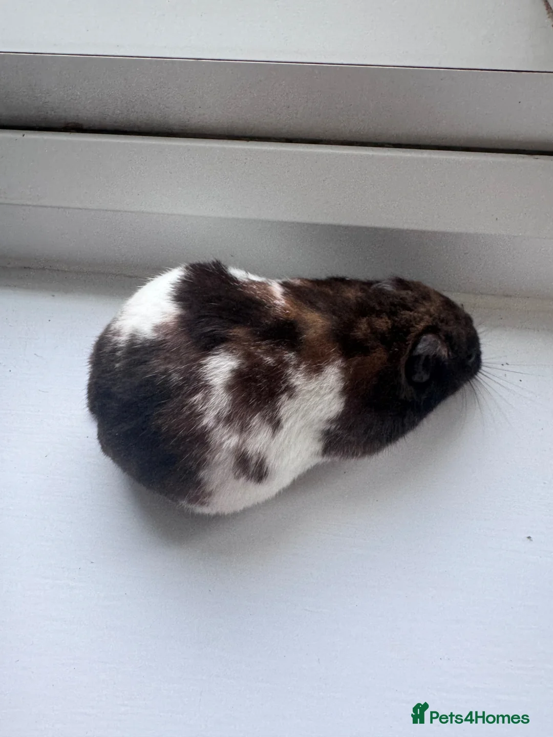 Hamster rodents for sale: Various hamsters available  - Advert 2