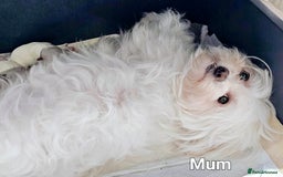 Maltese dogs for sale: Stunning  Maltese  - Image 6