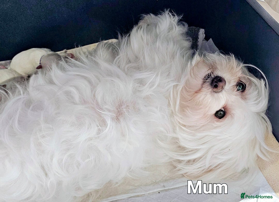 Maltese dogs for sale: Stunning  Maltese  - Image 6