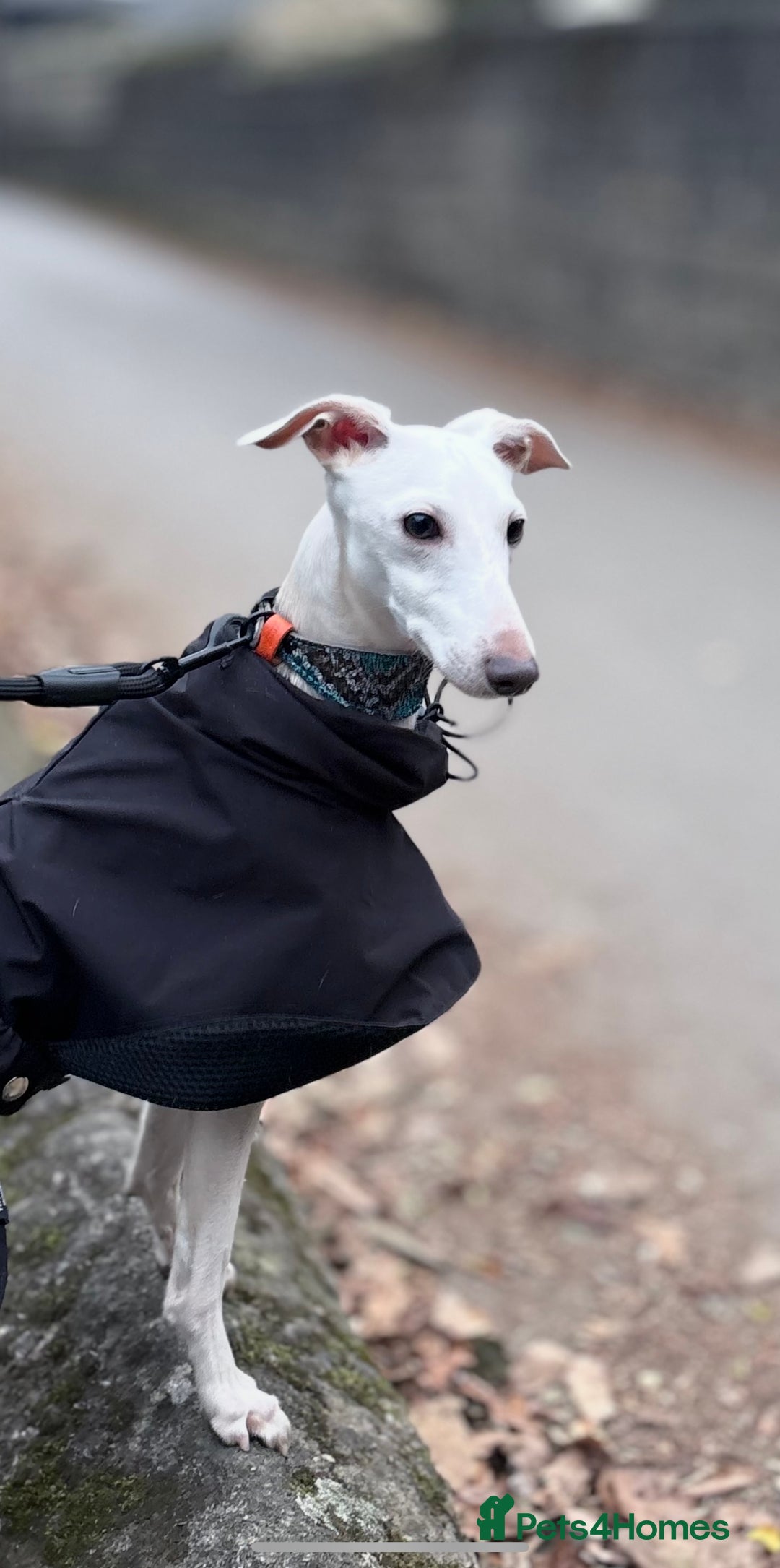 Italian Greyhound dogs for stud: MR RALPH AT STUD ( HEALTH TESTED ) - Advert 5