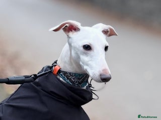 Italian Greyhound dogs MR RALPH AT STUD ( HEALTH TESTED ) - Advert 13