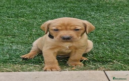 Labrador Retriever dogs for sale: Adorable 8 Puppies FOX RED Labrador, KC registered - Image 13