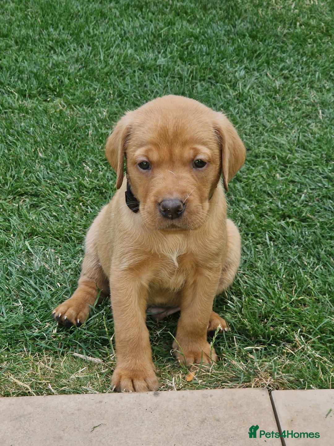 Labrador Retriever dogs for sale: Adorable 8 Puppies FOX RED Labrador, KC registered - Image 13