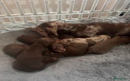 Miniature Dachshund dogs for sale: Miniature dachshund carrying Isabella - Image 3