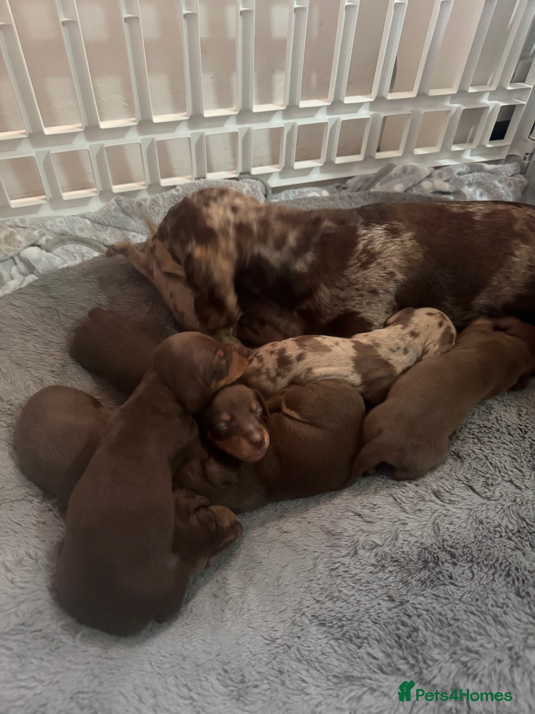 Miniature Dachshund dogs for sale: Miniature dachshund carrying Isabella - Image 3